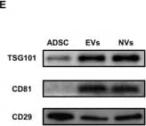 Integrin beta 1/CD29 Antibody (P4C10) - BSA Free