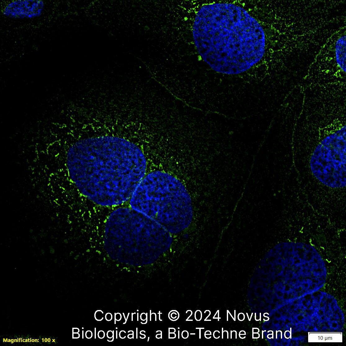 Calnexin Antibody (IE2.1C12) [Alexa Fluor® 488]