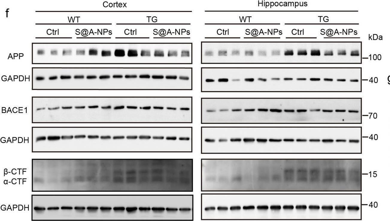 BACE-1 Antibody (3C1C3) - BSA Free