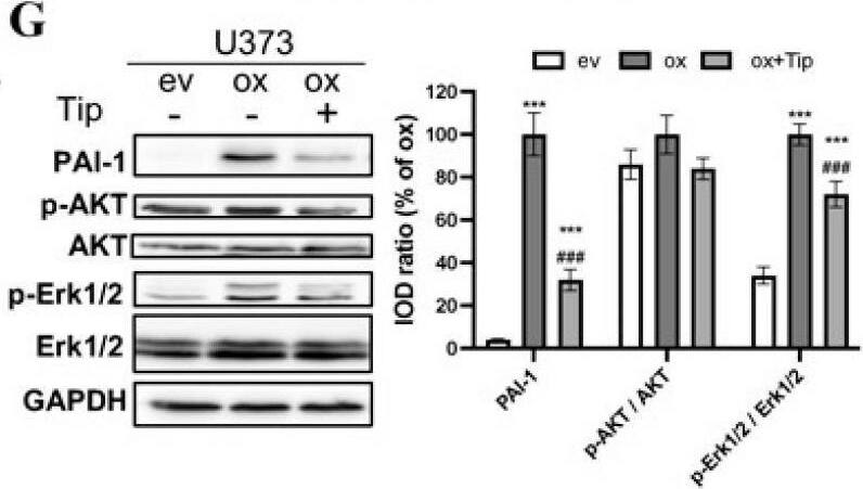 Serpin E1/PAI-1 Antibody (1D5) - BSA Free