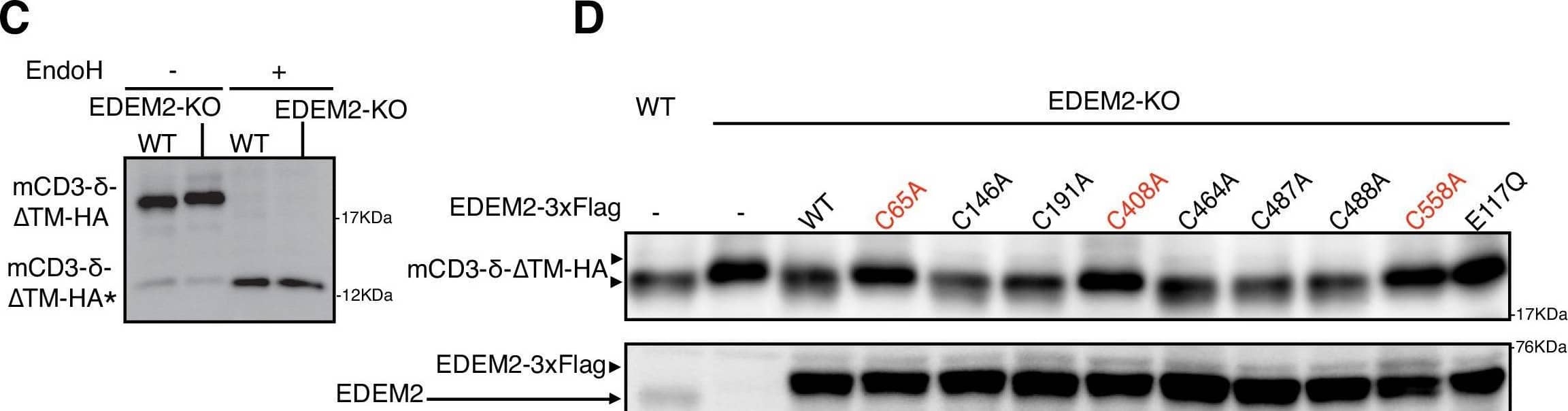 EDEM2 Antibody - BSA Free