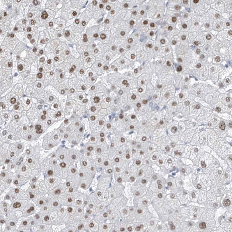 TAF8 Antibody - BSA Free Immunohistochemistry-Paraffin: TAF8 Antibody [NBP2-38189]