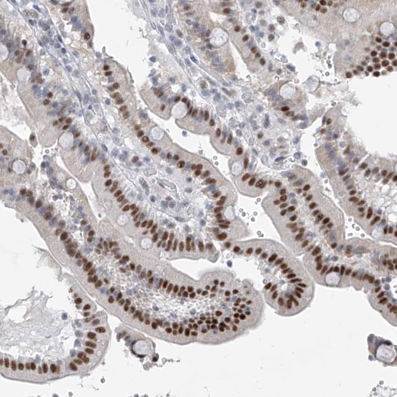 TAF8 Antibody - BSA Free Immunohistochemistry-Paraffin: TAF8 Antibody [NBP2-38189]