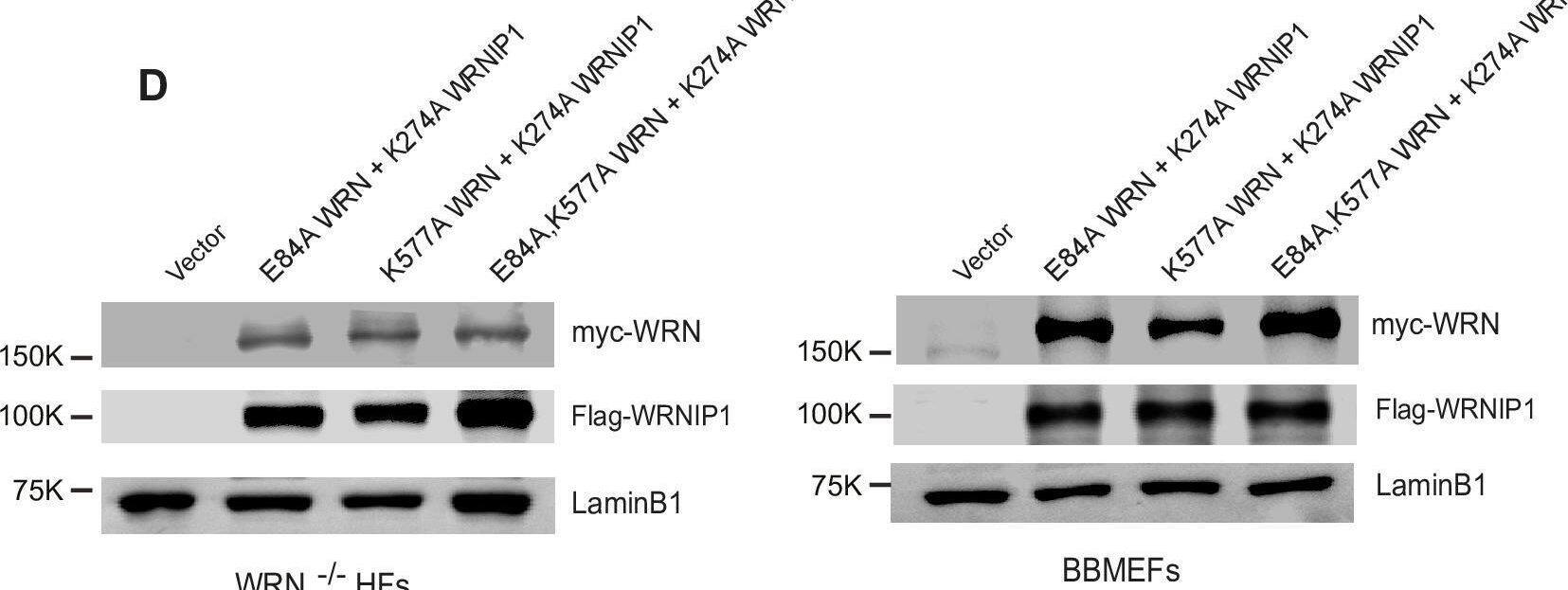 WHIP Antibody - BSA Free