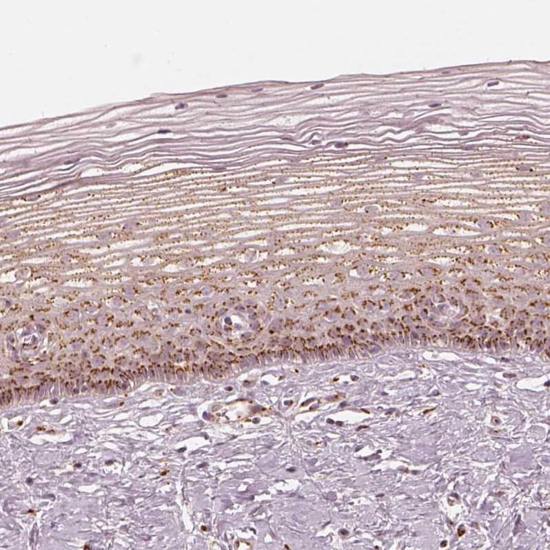 GRASP55 Antibody - BSA Free Immunohistochemistry-Paraffin: GRASP55 Antibody [NBP2-38244]