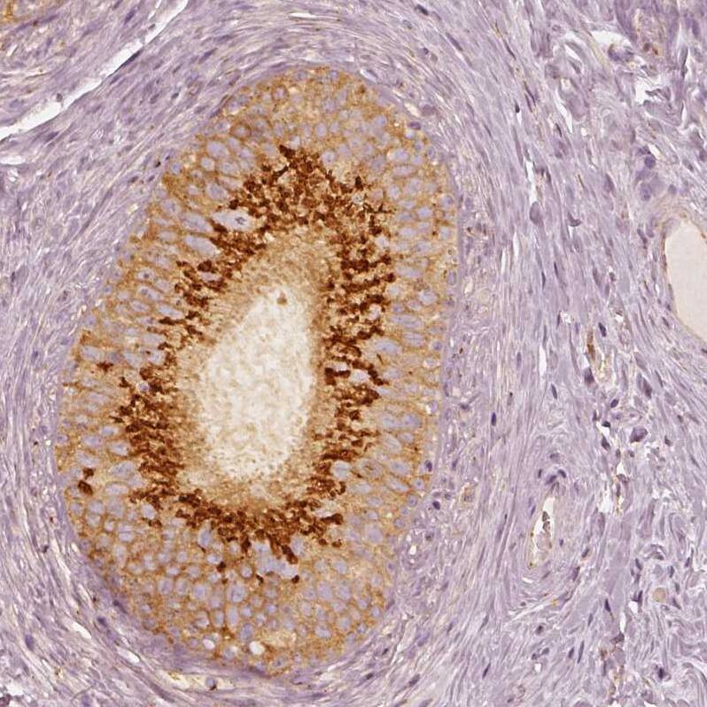 GRASP55 Antibody - BSA Free Immunohistochemistry-Paraffin: GRASP55 Antibody [NBP2-38244]