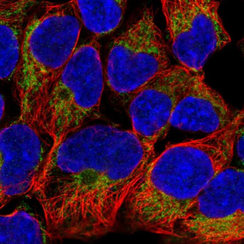 Mitofilin Antibody - BSA Free Immunocytochemistry/ Immunofluorescence: Mitofilin Antibody [NBP2-38285]