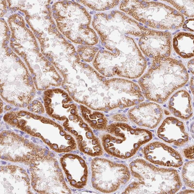 Mitofilin Antibody - BSA Free Immunohistochemistry-Paraffin: Mitofilin Antibody [NBP2-38286]