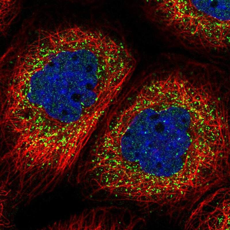 NIF3L1 Antibody - BSA Free Immunocytochemistry/ Immunofluorescence: NIF3L1 Antibody [NBP2-38295]