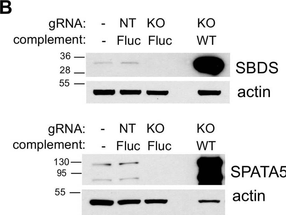 SPATA5 Antibody - BSA Free
