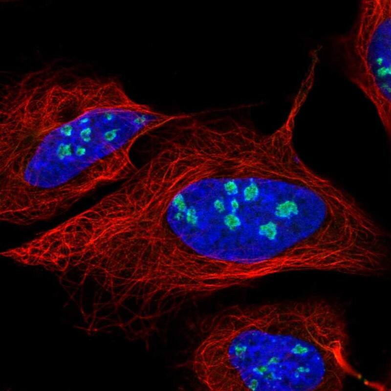 Nucleostemin Antibody - BSA Free Immunocytochemistry/ Immunofluorescence: Nucleostemin Antibody [NBP2-38326]