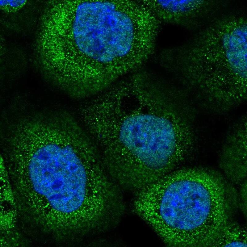 Cytosol Nonspecific Dipeptidase (CNDP2)/CPGL Antibody - BSA Free Immunocytochemistry/ Immunofluorescence: Cytosol Nonspecific Dipeptidase (CNDP2)/CPGL Antibody [NBP2-38337]