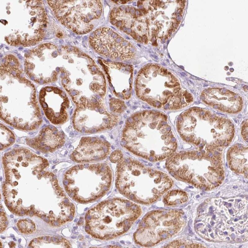 Peroxiredoxin 5 Antibody - BSA Free Immunohistochemistry-Paraffin: Peroxiredoxin 5 Antibody [NBP2-38370]