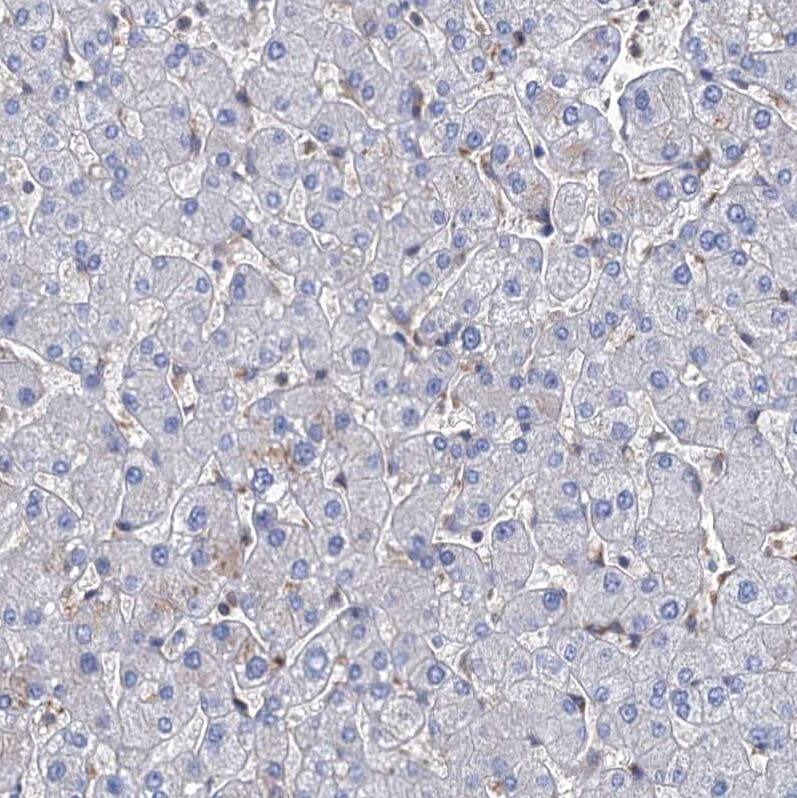 STING/TMEM173 Antibody - BSA Free Immunohistochemistry-Paraffin: STING/TMEM173 Antibody [NBP2-38389]