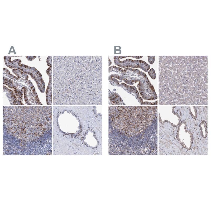 STING/TMEM173 Antibody - BSA Free Immunohistochemistry-Paraffin: STING/TMEM173 Antibody [NBP2-38389]