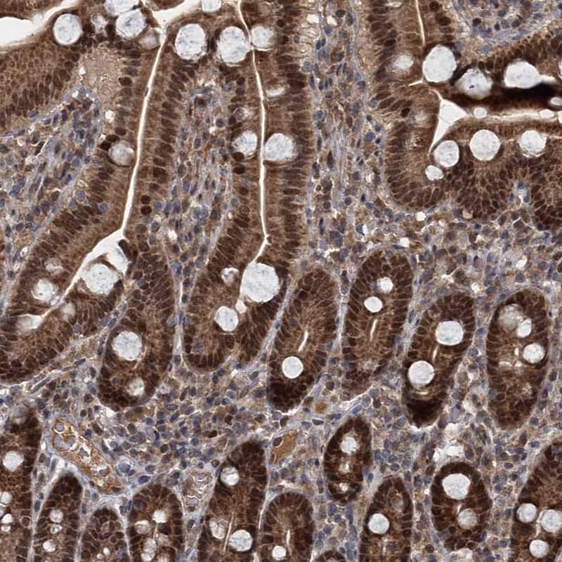 MYG1 Antibody - BSA Free Immunohistochemistry-Paraffin: MYG1 Antibody [NBP2-38422]