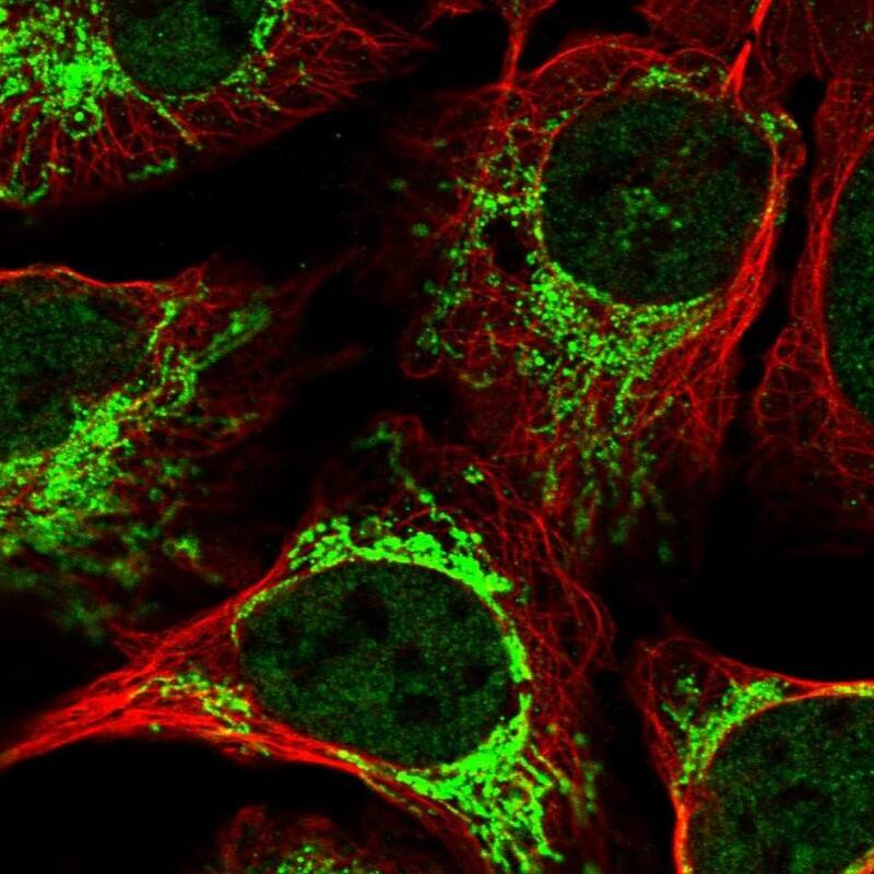 DYNC2H1 Antibody - BSA Free Immunocytochemistry/ Immunofluorescence: DYNC2H1 Antibody [NBP2-38437]