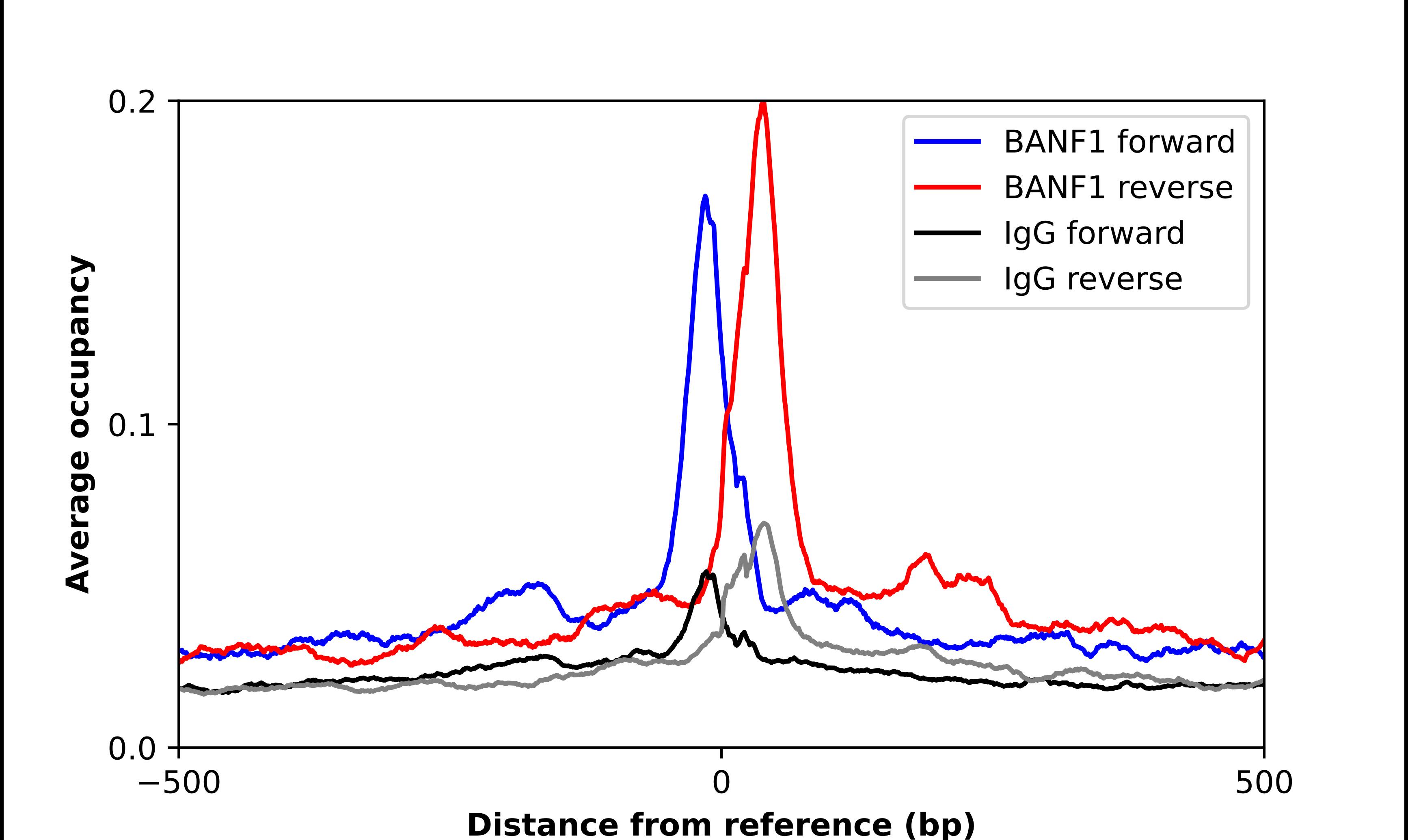 BANF1 Antibody - BSA Free Chromatin Immunoprecipitation ChIP: BANF1 Antibody - BSA Free