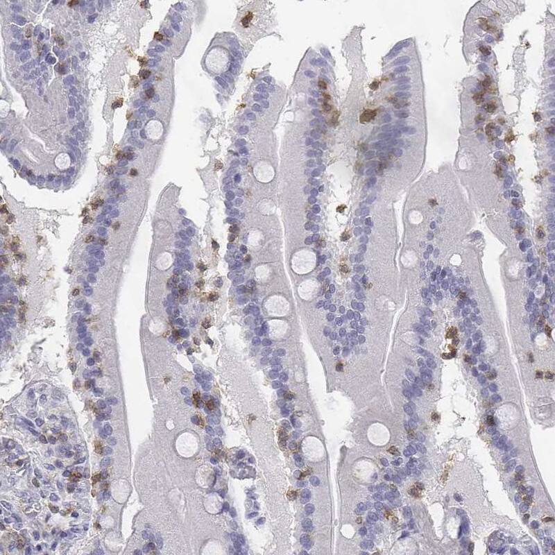 CD3 epsilon Antibody - BSA Free Immunohistochemistry-Paraffin: CD3 epsilon Antibody [NBP2-38479]