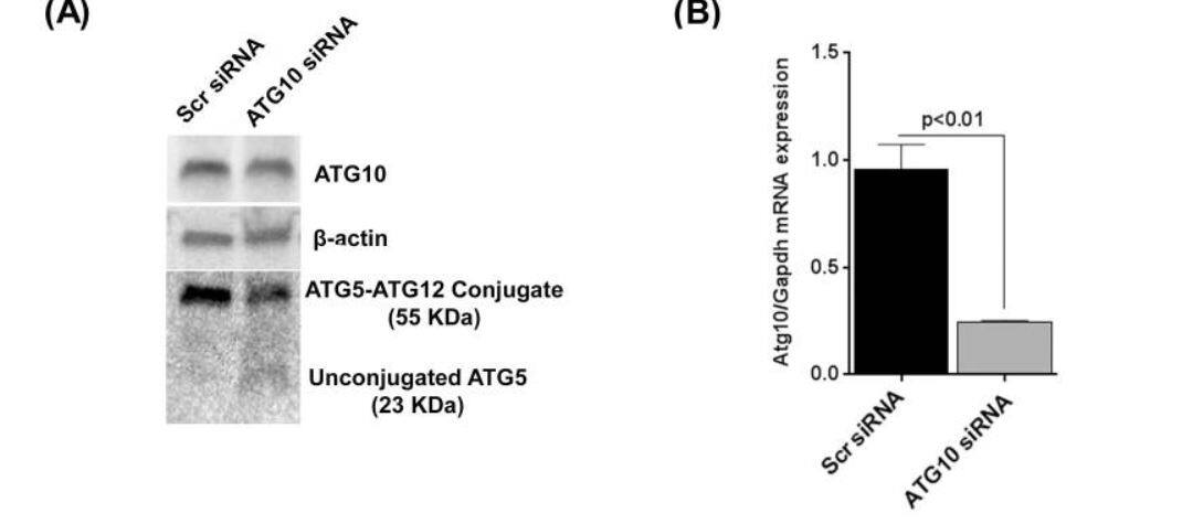 ATG10 Antibody