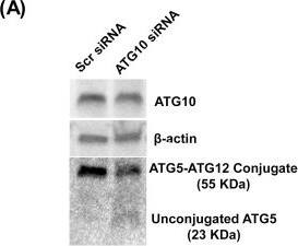 ATG10 Antibody