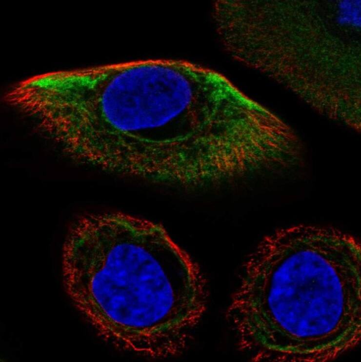 Cytokeratin 17 Antibody - BSA Free