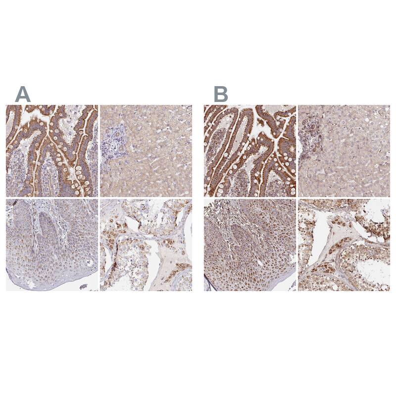 MAVS Antibody Immunohistochemistry-Paraffin: MAVS Antibody Antibody [NBP2-38704]
