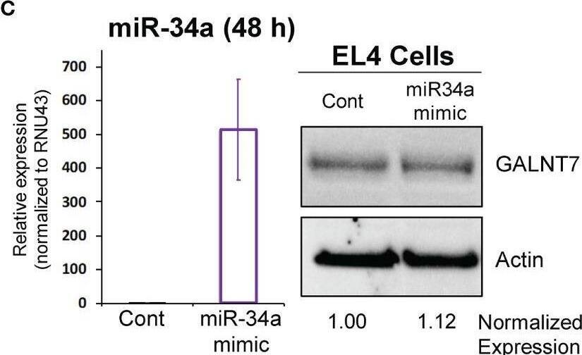 Polypeptide GalNac Transferase 7/GALNT7 Antibody - BSA Free