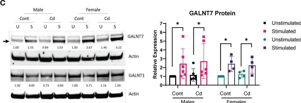 Polypeptide GalNac Transferase 7/GALNT7 Antibody - BSA Free