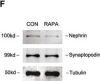 Synaptopodin Antibody - BSA Free