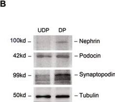 Synaptopodin Antibody - BSA Free