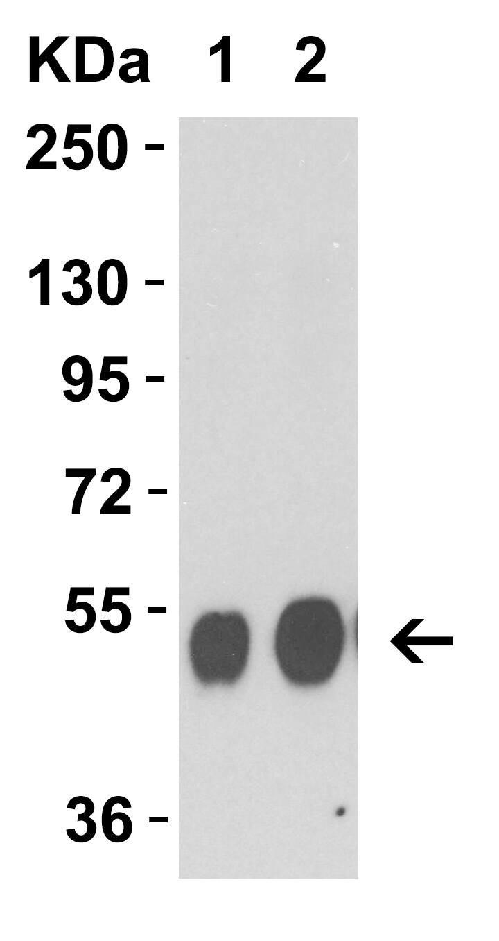 Avian Influenza A H5N1 Neuraminidase Antibody - BSA Free