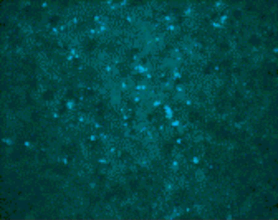 West Nile Virus C Protein Antibody - BSA Free