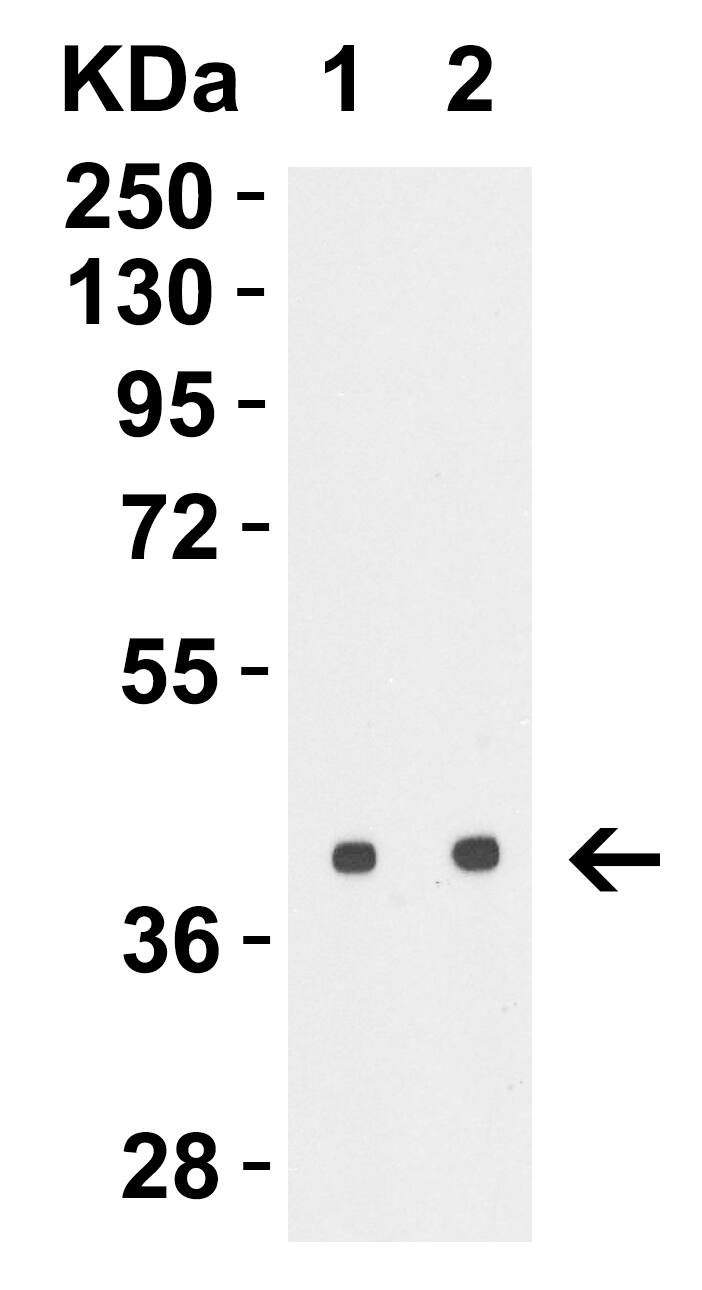 Avian Influenza A H5N1 Hemagglutinin Antibody - BSA Free