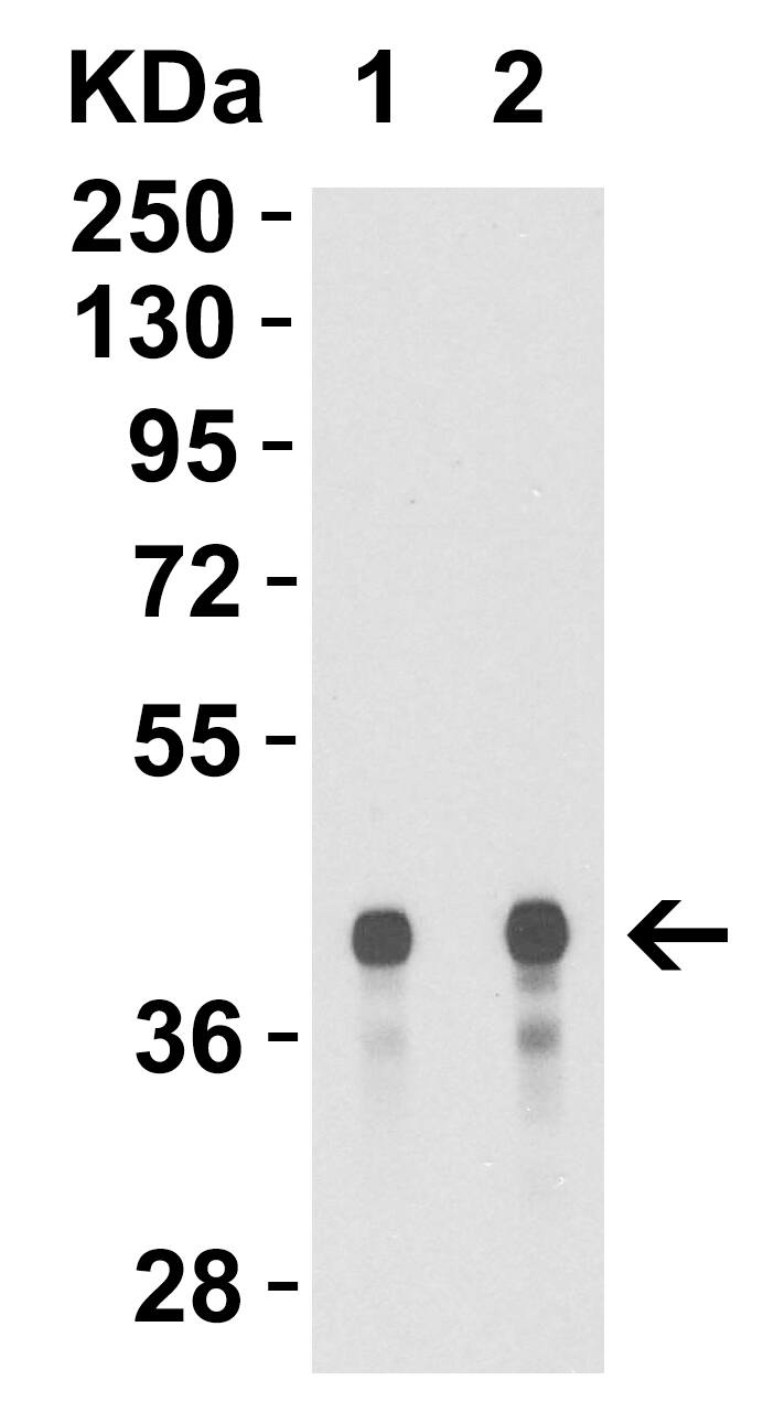 Avian Influenza A H5N1 Hemagglutinin Antibody - BSA Free