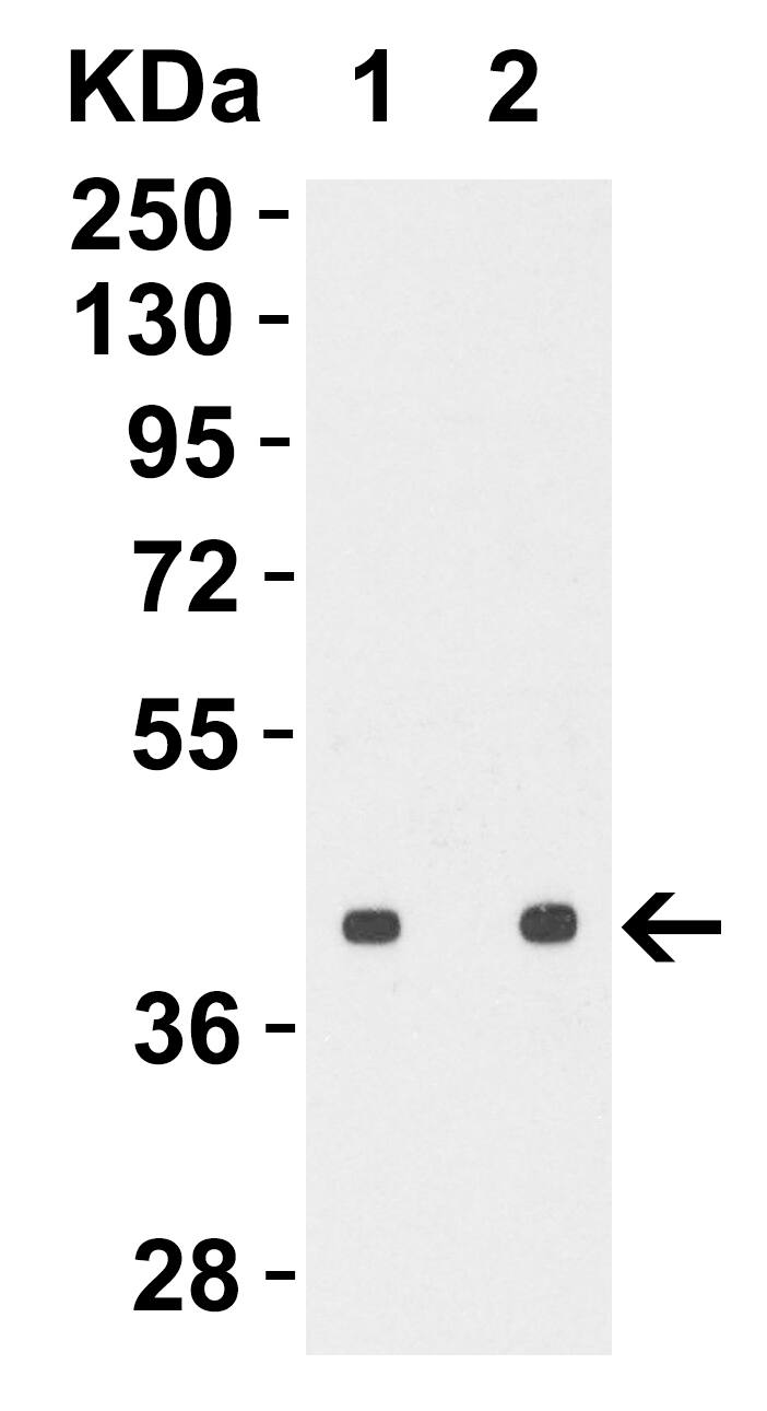 Avian Influenza A H5N1 Hemagglutinin Antibody - BSA Free