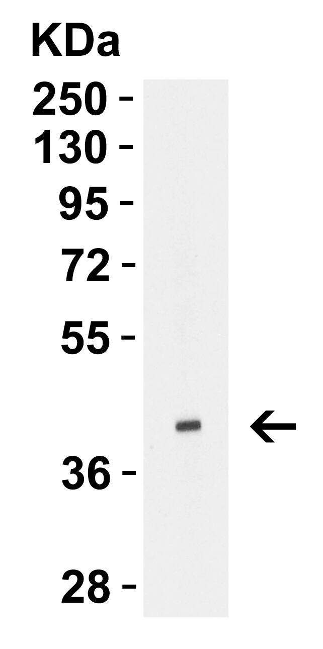 Avian Influenza A H5N1 Hemagglutinin Antibody - BSA Free