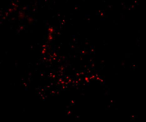 TRIM30 Antibody - BSA Free