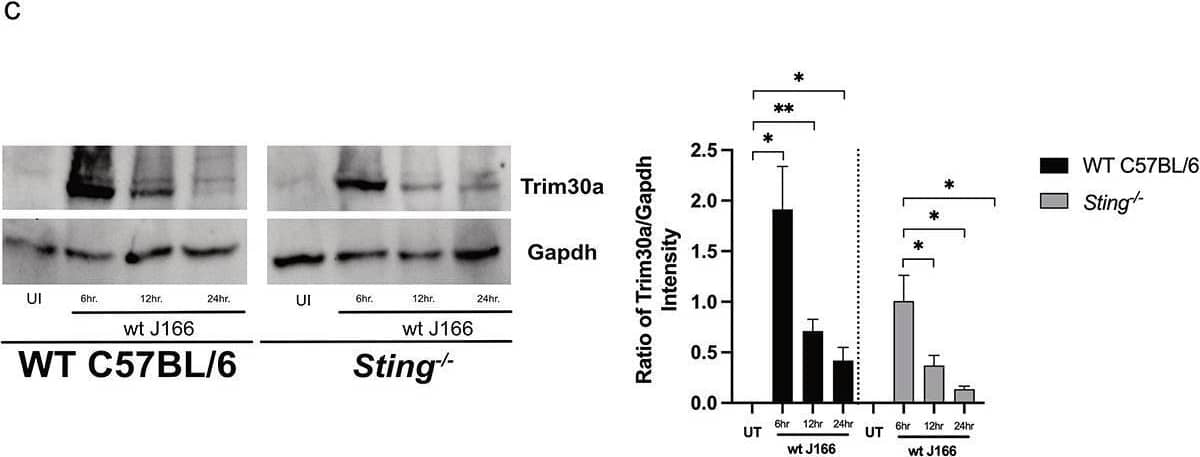 TRIM30 Antibody - BSA Free