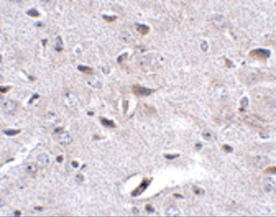 SALM4/LRFN3 Antibody - BSA Free