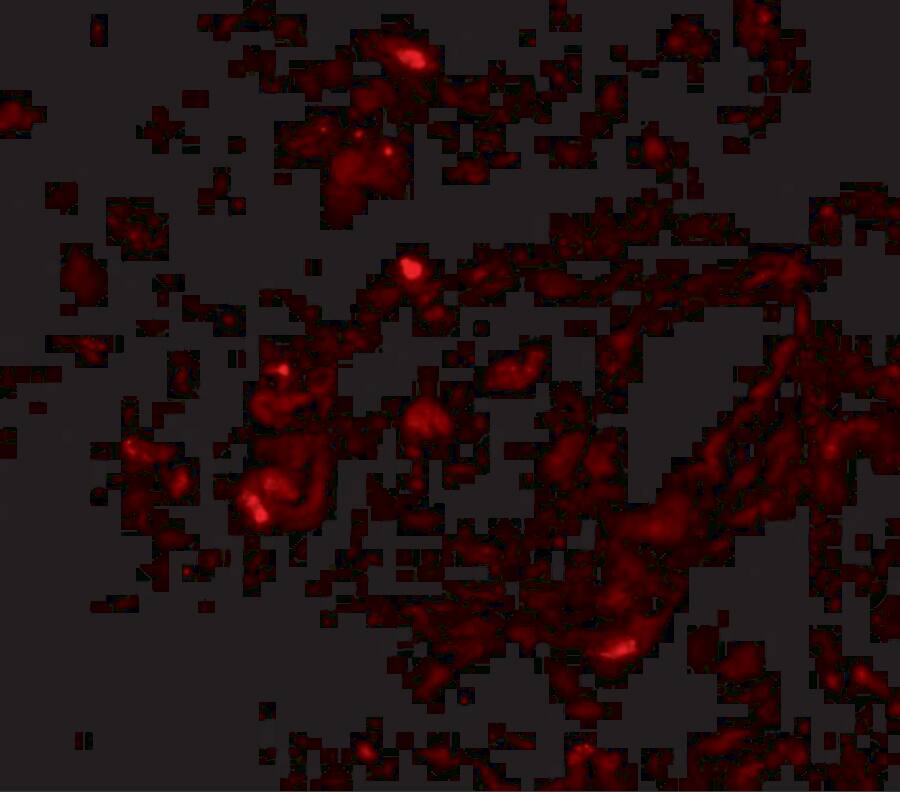Transthyretin/Prealbumin Antibody - BSA Free