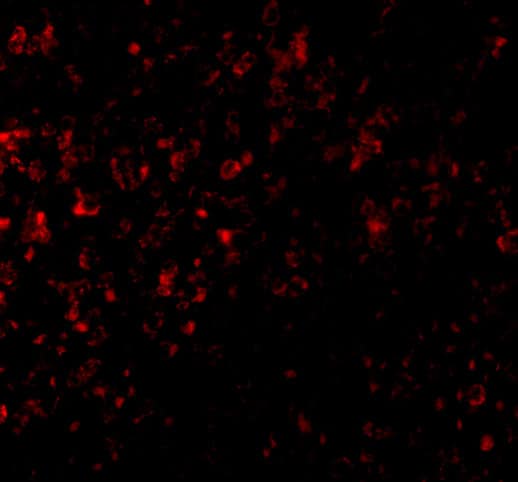 GPR3 Antibody - BSA Free