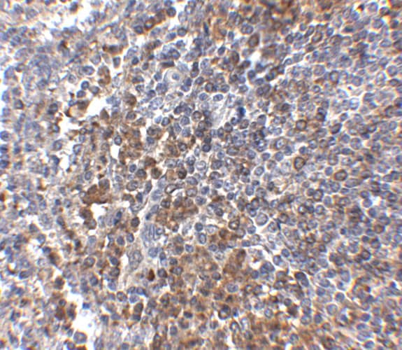GPR3 Antibody - BSA Free