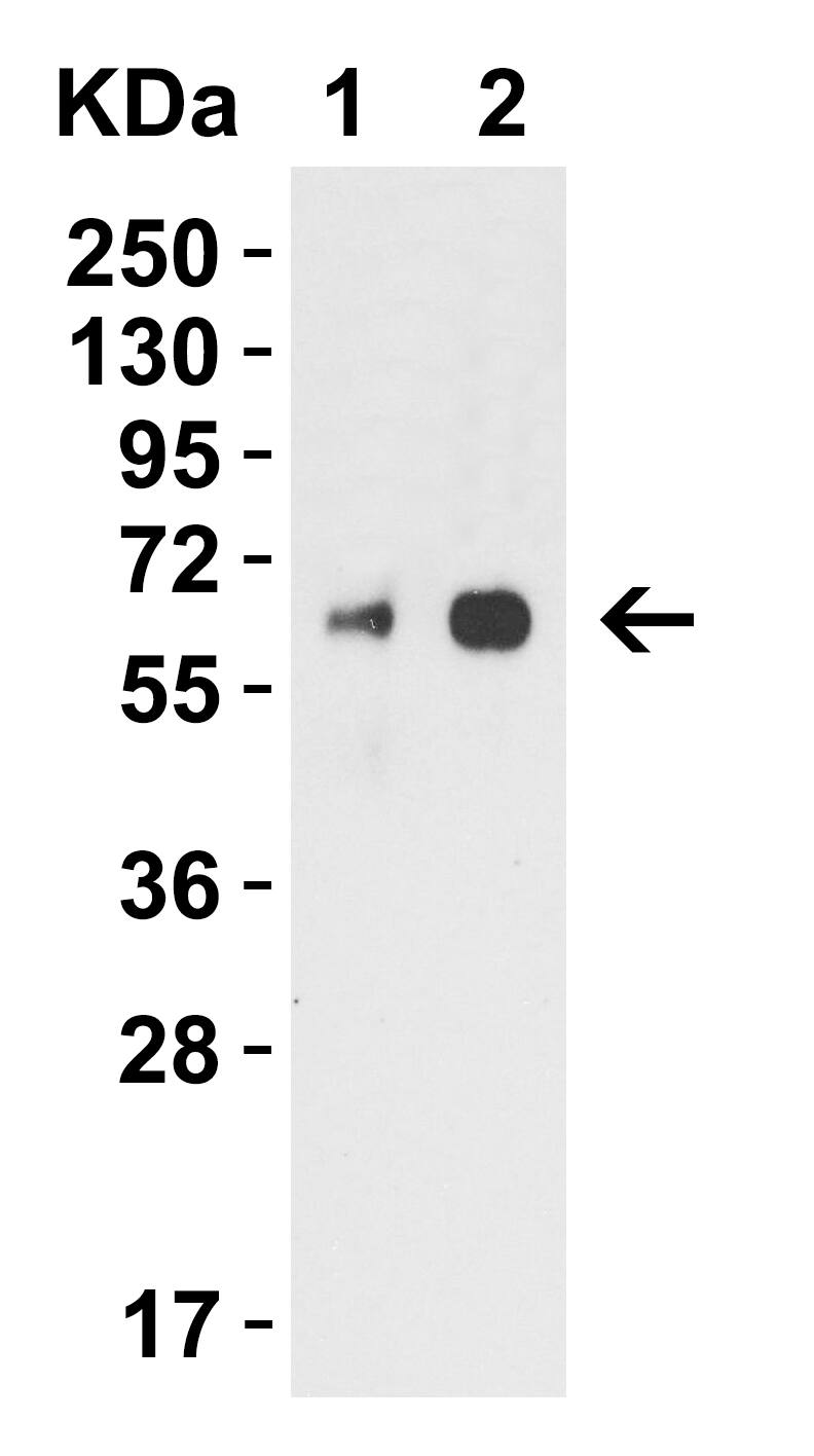 H1N1 Neuraminidase Antibody - BSA Free