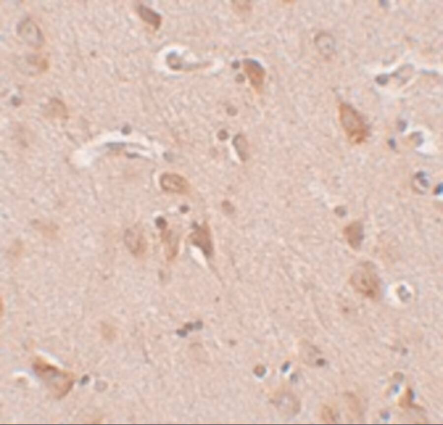 FAM59B Antibody - BSA Free