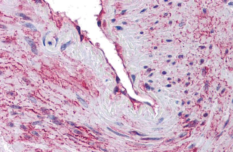 SCUBE3 Antibody - BSA Free