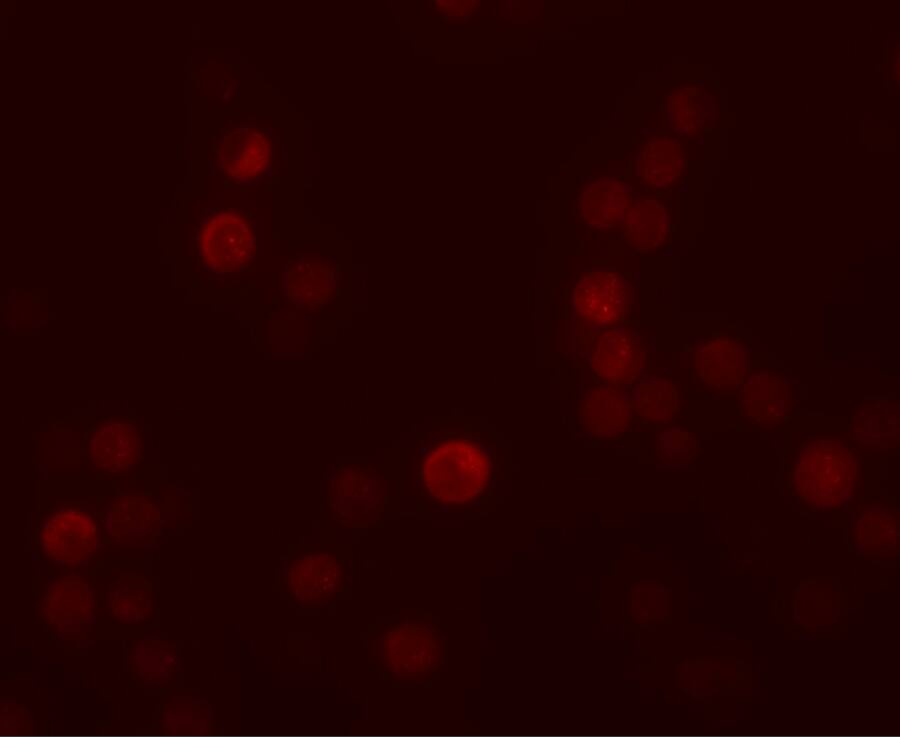 PLAC4 Antibody - BSA Free