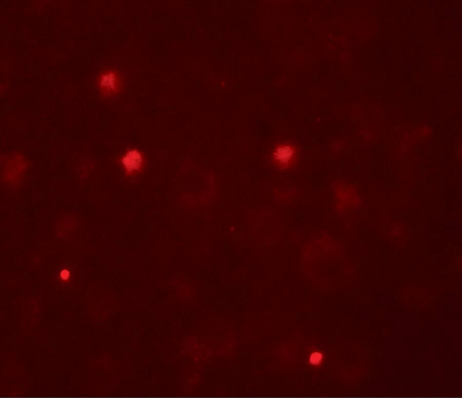 KCNK13 Antibody - BSA Free