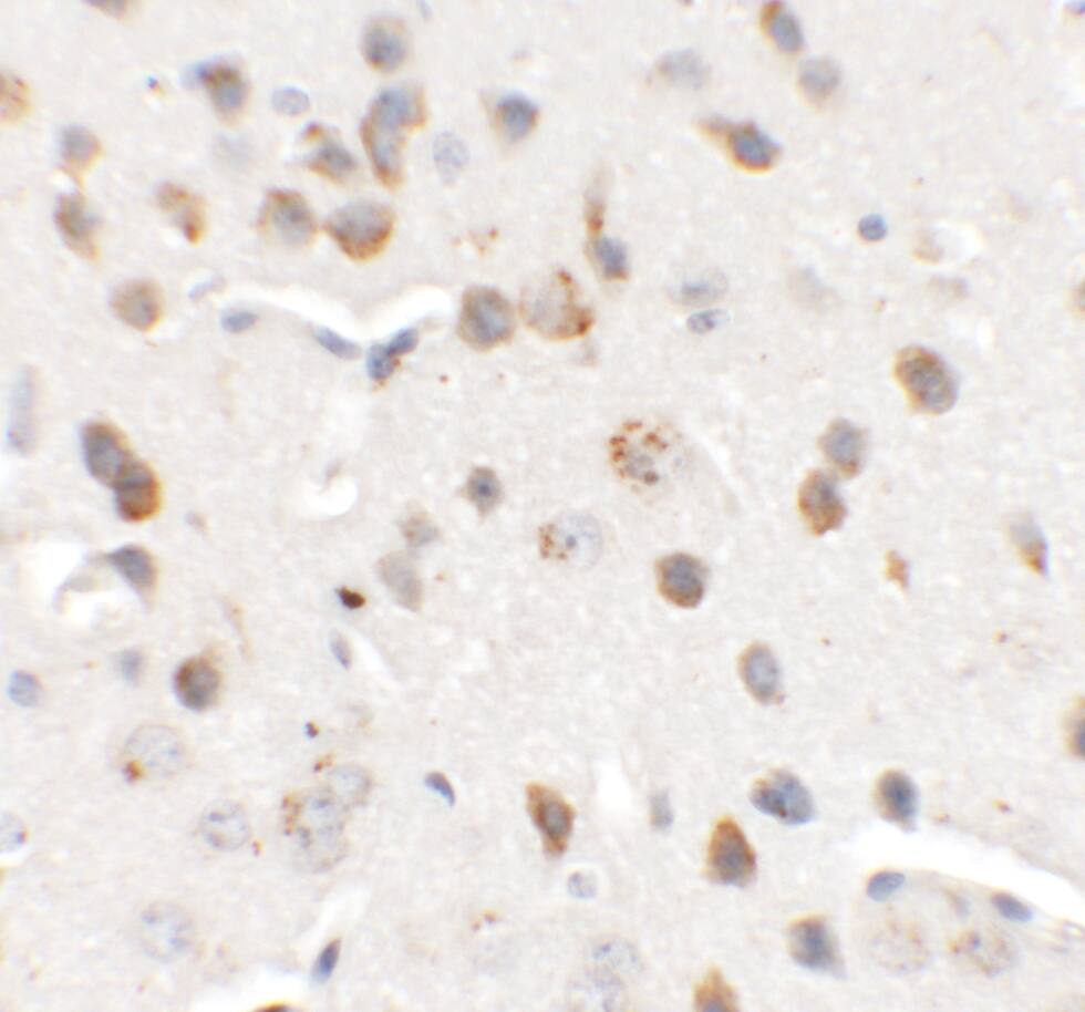 CHD7 Antibody - BSA Free