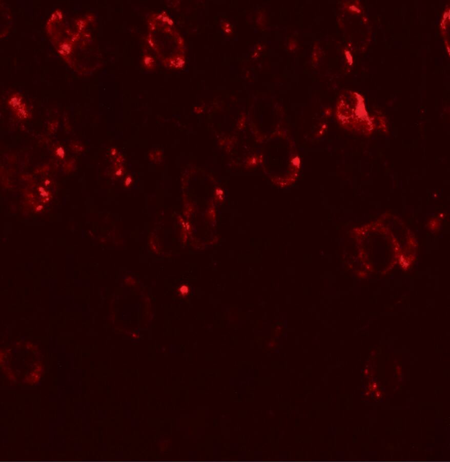 CHD7 Antibody - BSA Free